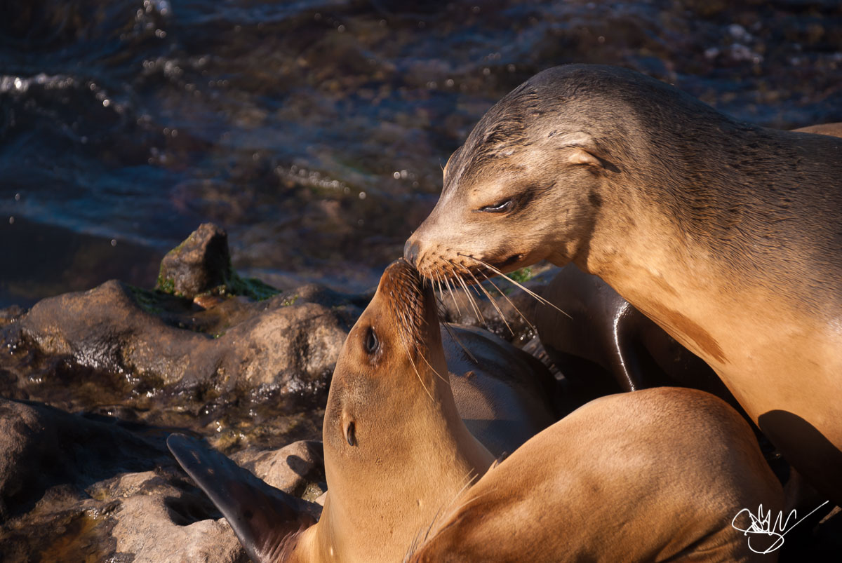 Kissing sea lions